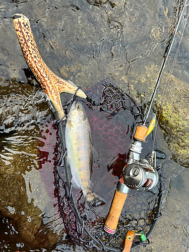 ヤマメの釣果