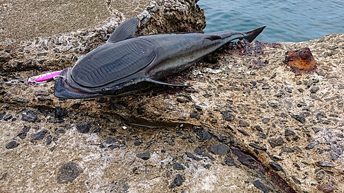 コバンザメの釣果