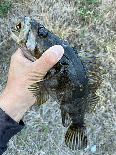 タケノコメバルの釣果