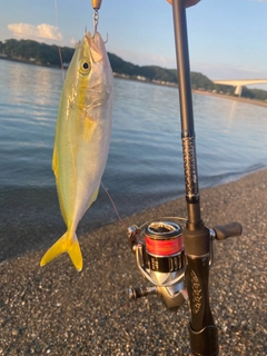 シオの釣果