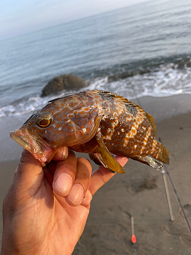 キスの釣果