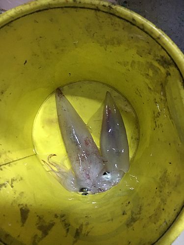 ケンサキイカの釣果