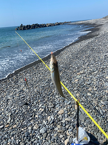 シロギスの釣果