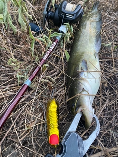 ナマズの釣果