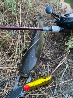 ナマズの釣果