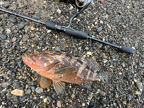 キジハタの釣果