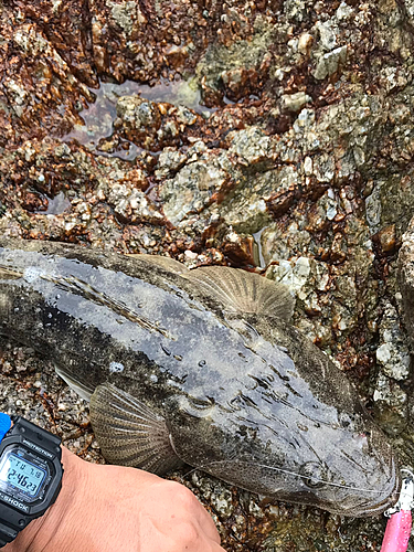 マゴチの釣果