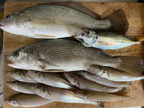 キスの釣果