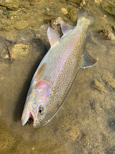 ニジマスの釣果