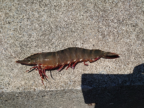 エビの釣果