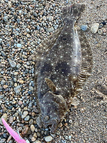 ヒラメの釣果