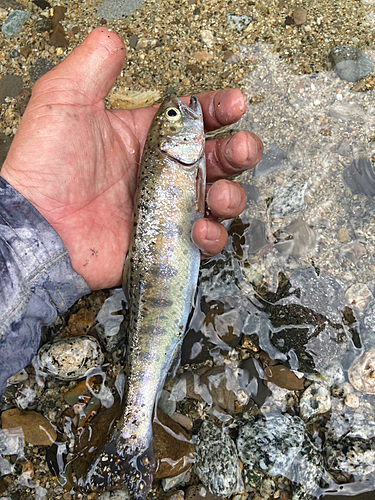 ヤマメの釣果