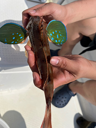 ホウボウの釣果