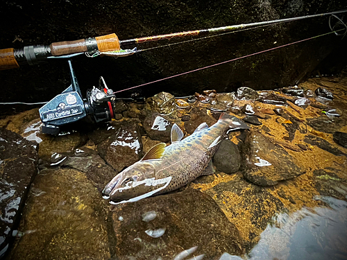 ヤマメの釣果