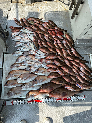 タイの釣果