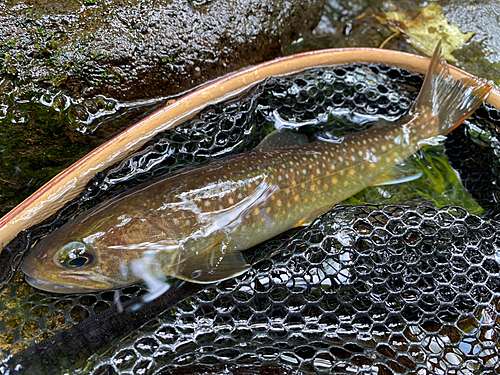 ニッコウイワナの釣果