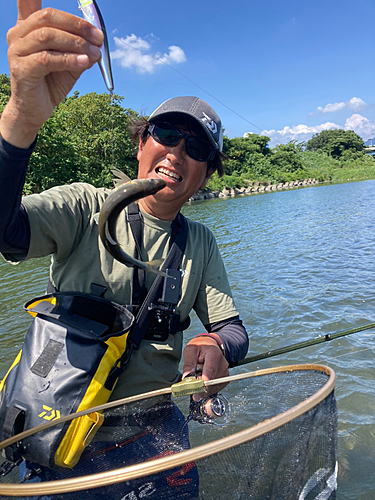 アユの釣果