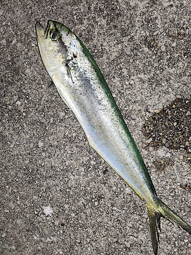 シイラの釣果