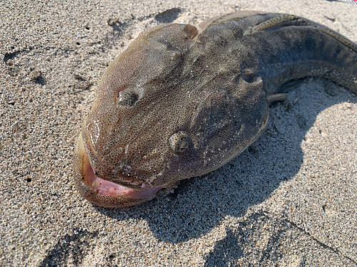 マゴチの釣果