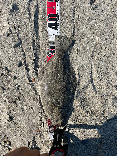 ヒラメの釣果