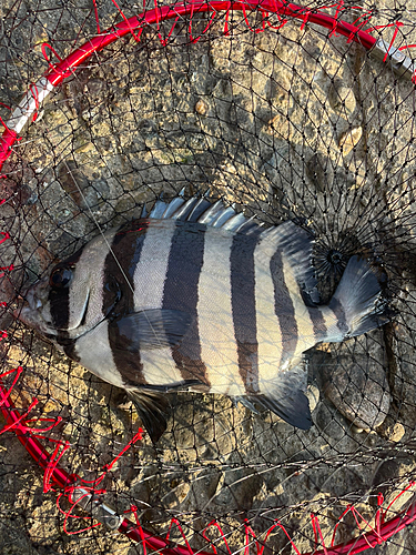 サンバソウの釣果