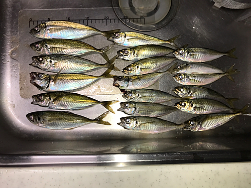 アジの釣果