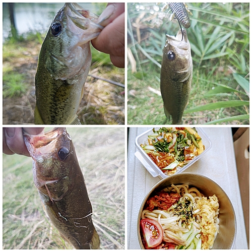 ブラックバスの釣果