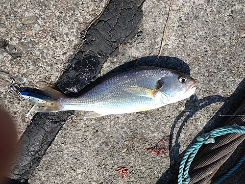 イシモチの釣果