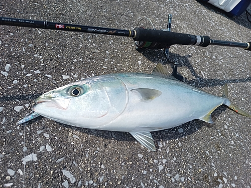 ハマチの釣果