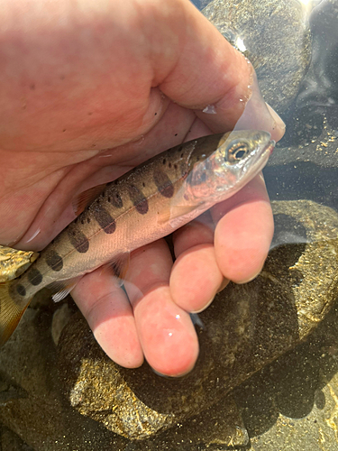 ヤマメの釣果