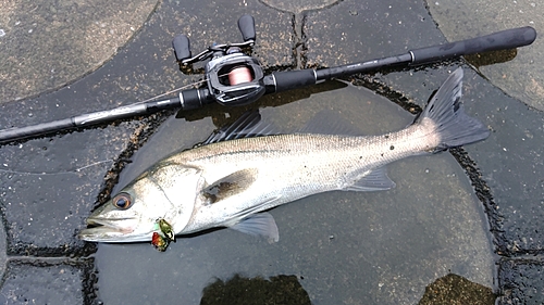 フッコ（マルスズキ）の釣果