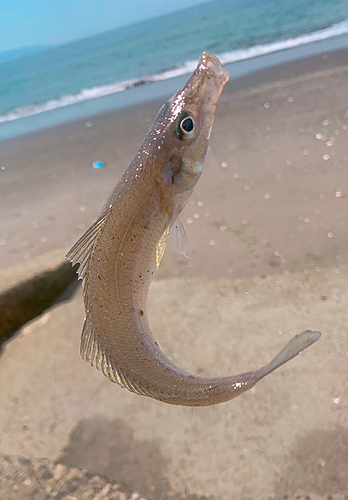 キスの釣果