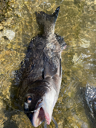 チヌの釣果