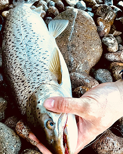 ブラウントラウトの釣果