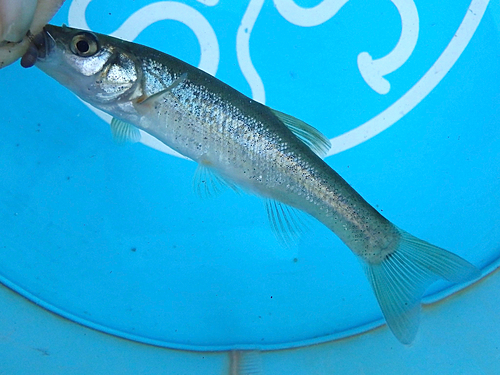 アブラハヤの釣果