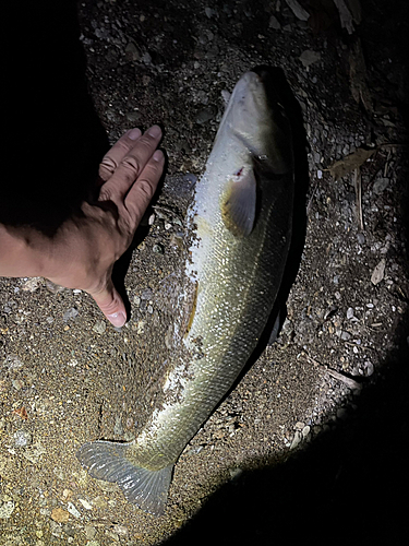 ウグイの釣果