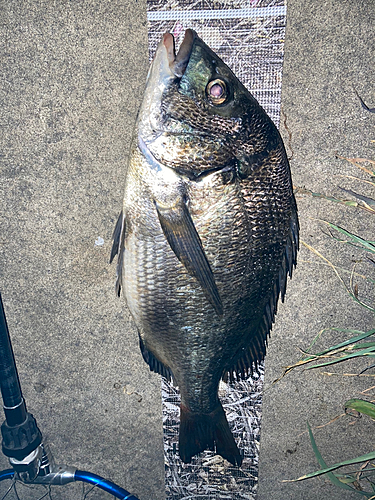 クロダイの釣果