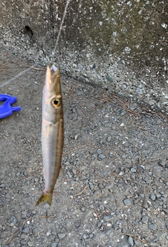 カマスの釣果