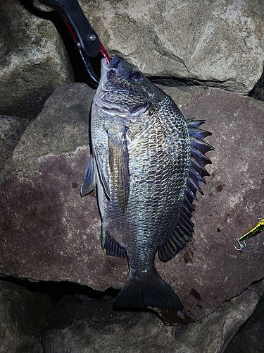 クロダイの釣果