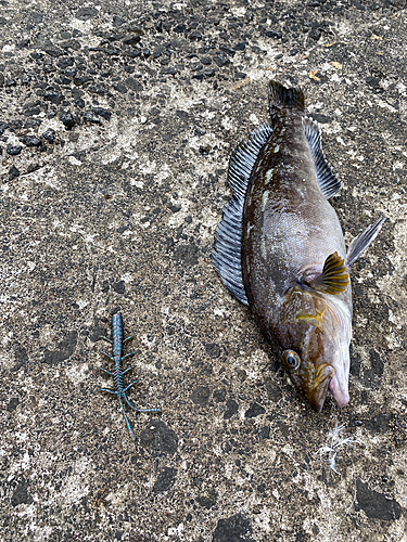 アイナメの釣果