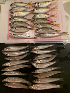 マアジの釣果