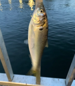 コノシロの釣果