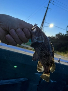 タケノコメバルの釣果