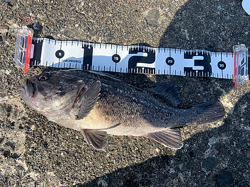 クロソイの釣果