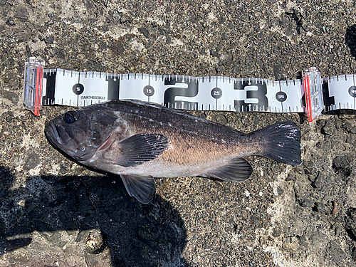 クロソイの釣果