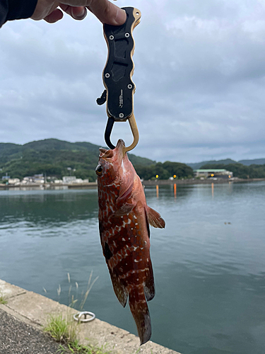 キジハタの釣果