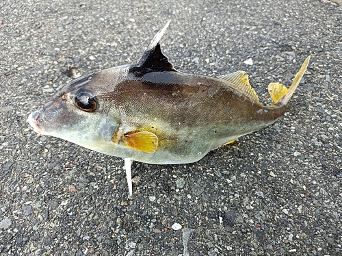 ギマの釣果