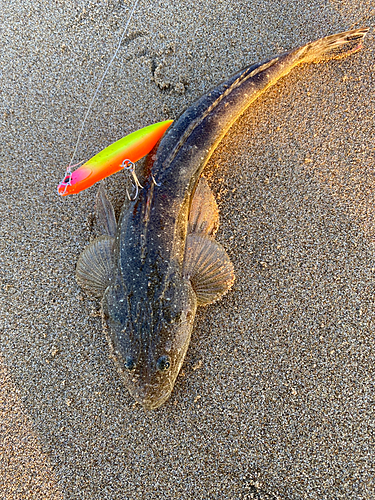 マゴチの釣果