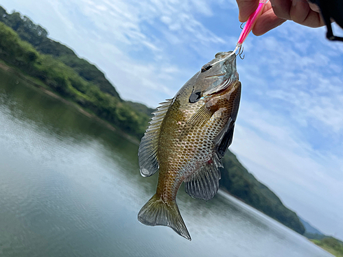 ブルーギルの釣果