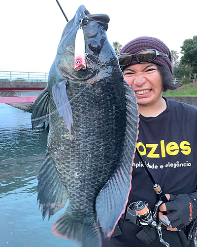 ティラピアの釣果